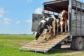 Livestock Transport