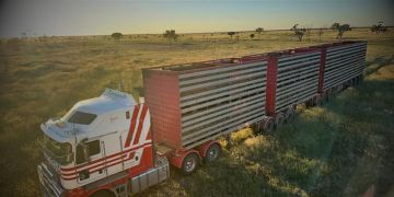 Livestock Transport Services